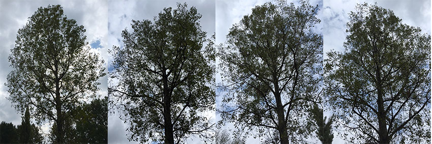 I found this tree by the ruined gas chamber. It was common for ashes of the cremated bodies to be thrown on the grounds right by the gas chambers.